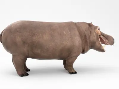 Hippopotamus Mid Poly and High Poly 3D model