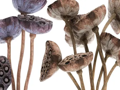 Bouquet of dried flowers lotus in a glass vase 152 3D model