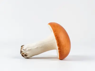 Dual-tone Red-Cap Mushroom model pack Low-poly 3D model