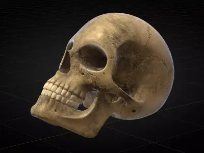 Human Skull 2025 3D model