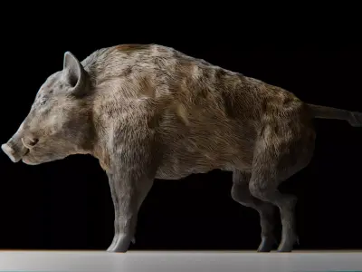 Realistic Wild Boar High-Quality 3D Model Low-poly 3D model