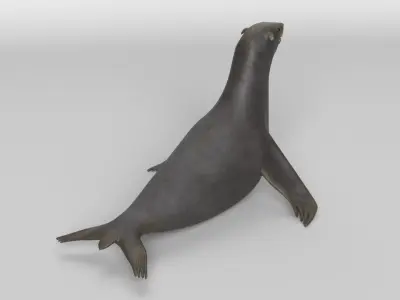 Sea Lion 3D model