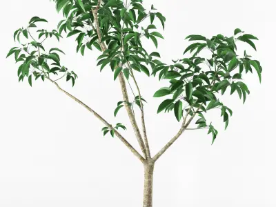 Small tree in pot 3D model