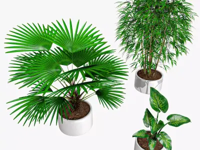 Interior Tropical Plants Vol 2 Chinese Palm Tropic Snow Bamboo Low-poly 3D model