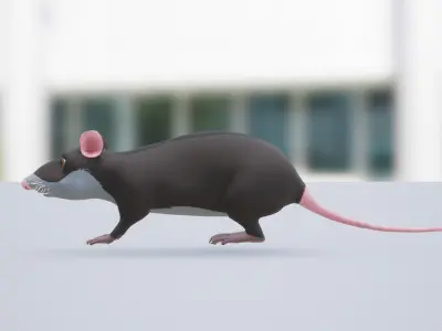 Cartoon Rat Low-poly 3D model
