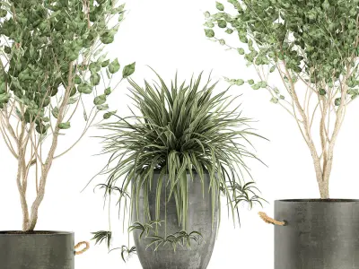 Plants in a black pot for the interior 694 3D model