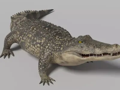 Crocodile Animated 3D model