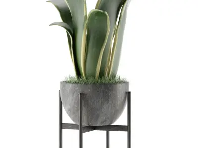 House Plant 25 3D model