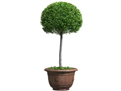 Decorative tree in a garden pot Front Entry Tree Patio Porch  3D model