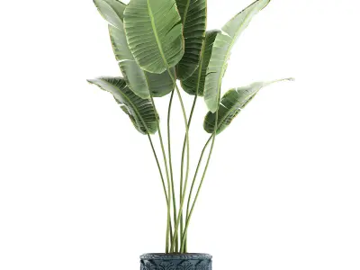 Banana palms in classic flowerpot for the interior 593 3D model