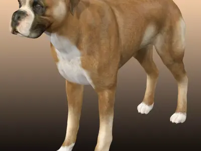 Boxer Dog  3D model
