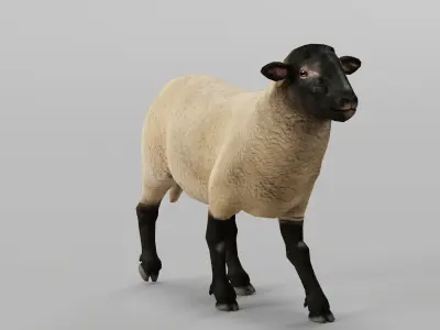 Suffolk Sheep Animal Low-poly 3D model