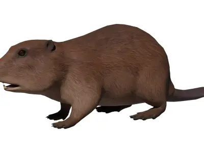 Beaver Low-poly 3D model