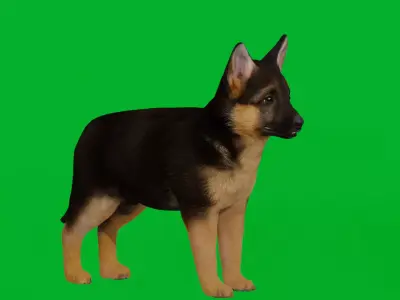 Shepherd Puppy Dog Low-poly 3D model