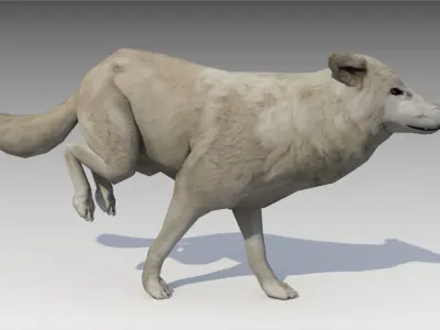 Arctic wolf Low-poly 3D model