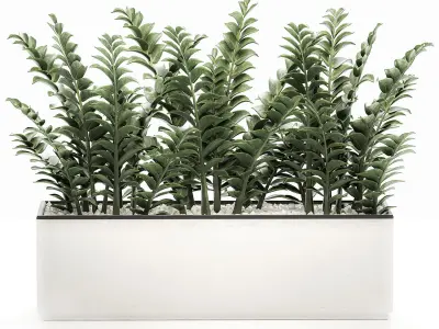 Zamioculcas in pots for the interior 534 3D model