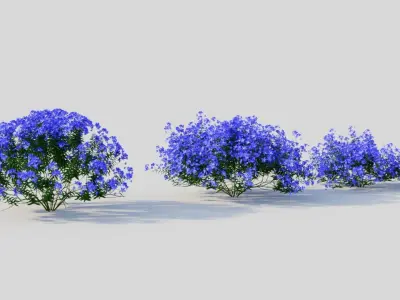 Lobelia erinus c 3D model