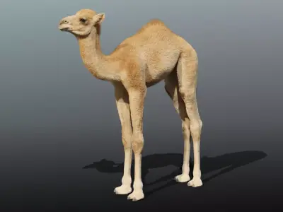 Camel Baby Rigged 3D model