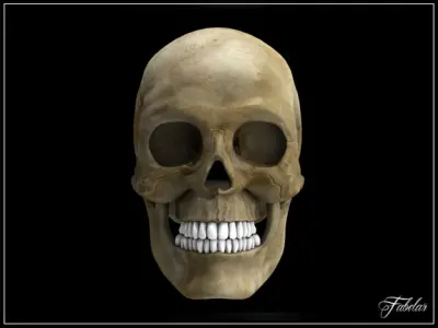 Human skull std mat 3D model