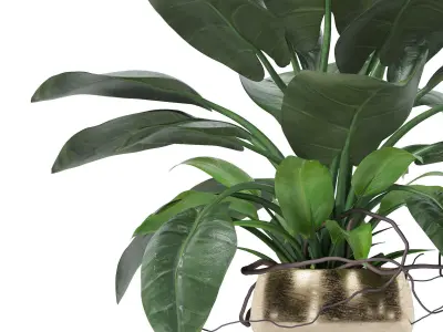 Philodendron imperial green 03 3D model
