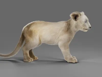 Fur White Lion Cub Rigged in Blender Low-poly 3D model