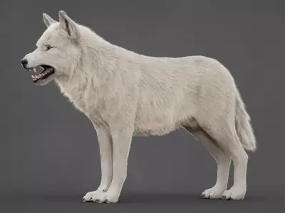 Arctic Wolf XGEN CORE RIG 3D model