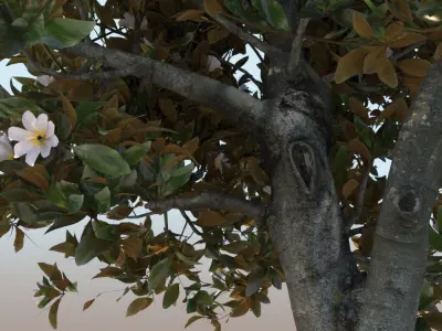 ficus tree nitida flowering 3D model