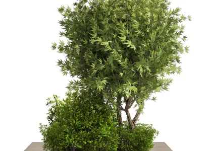 Collection Outdoor plant in garden wood pot 01 3D model