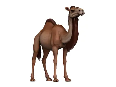 Camel Low-poly 3D model 12