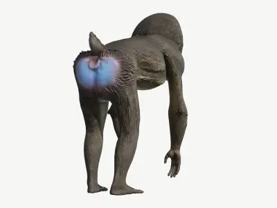 Mandrill Low-poly 3D model