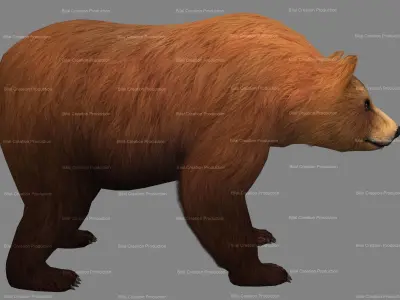 Bear Rigged Animated 10 Low-poly 3D model