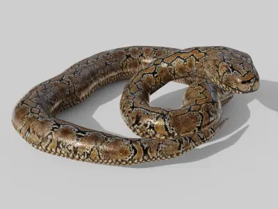 Python Snake - Low Poly -  Game Ready - PBR Low-poly 3D model
