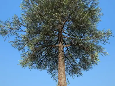 Conifer Tree 002 Low-poly 3D model