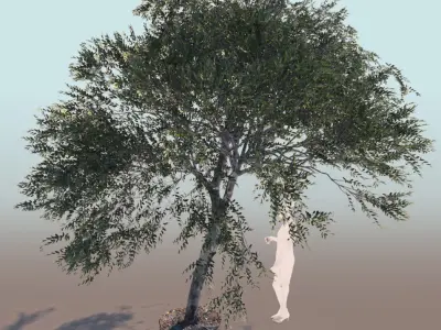 Olea europaea olive tree young B 3D model