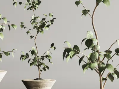 Indoor Plant Set 105 3D model