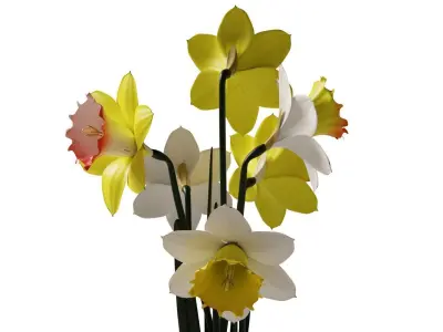 Daffodils in vase 3D model