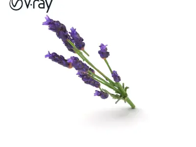 Lavender Flower Detailed Sculpture model pack Low-poly 3D model