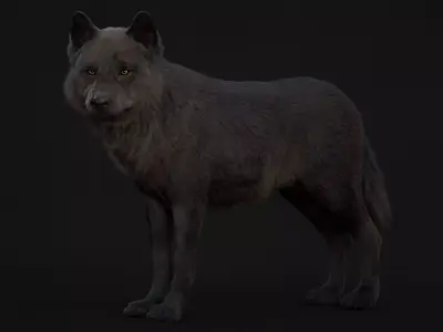 Black Wolf XGEN CORE RIG 3D model