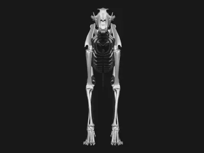 Dog and Cheetah skeleton 3D model