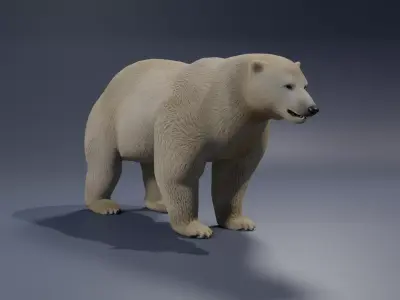 Polar Bear 3D model 2