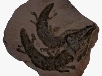 Realistic Crocodile Fossil 3D model