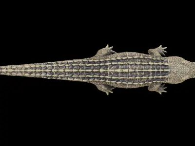 crocodile 3d model 3D model purchase
