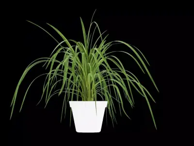 Plant Pot Decor Free 3D model