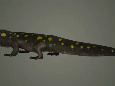 salamander reptile lizard animals nature iguana newt 3D model