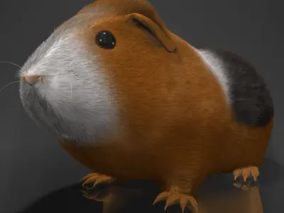 Guinea pig  Cavia porcellus Rigged Low-poly 3D model