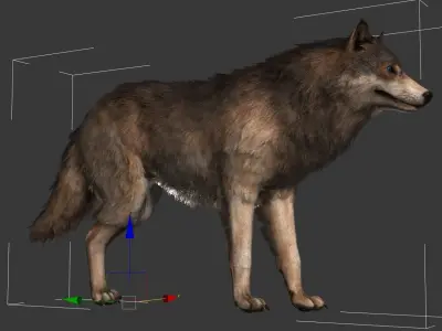 Wolf Realistic 3D model