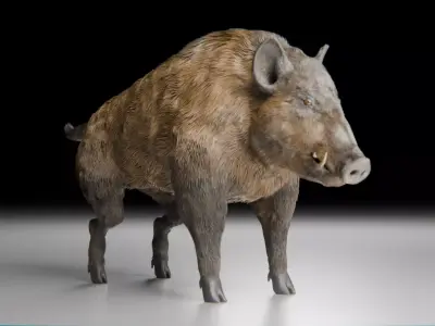 Realistic Wild Boar High-Quality 3D Model Low-poly 3D model