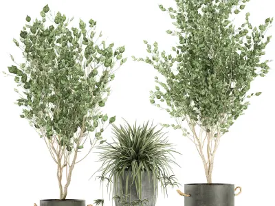 Plants in a black pot for the interior 694 3D model