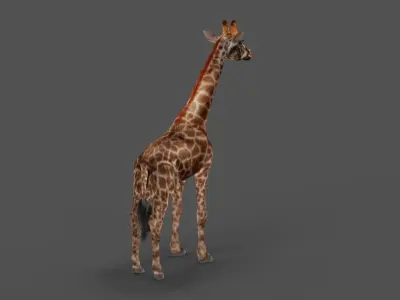 Fur Giraffe NO Rigged in Blender Low-poly 3D model