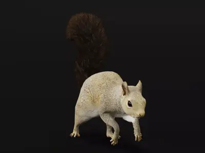 Grey Squirrel Low-poly 3D model